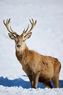 Cervus: Red deer (Cervus elaphus) stag on a snowy meadow