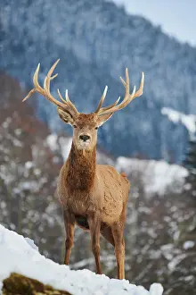 Cervus: Red deer (Cervus elaphus) stag on a snowy meadow