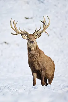 Cervus: Red deer (Cervus elaphus) stag on a snowy meadow