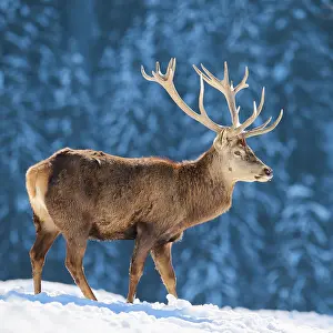 Cervus: Red deer (Cervus elaphus) stag on a snowy meadow