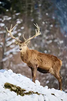 Cervus: Red deer (Cervus elaphus) stag on a snowy meadow