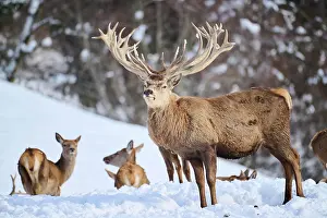 Cervus: Red deer (Cervus elaphus) stag on a snowy meadow
