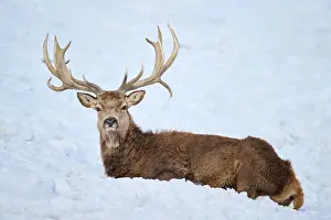 Cervus: Red deer (Cervus elaphus) stag on a snowy meadow