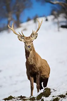 Tyrol: Red deer (Cervus elaphus) stag on a snowy meadow