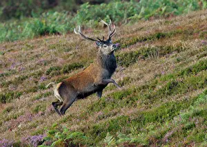 Islay: Red Deer (Cervus elaphus), stag, walking in heather