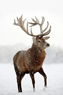 Hares: Red Deer (Cervus elaphus), stag in winter, captive