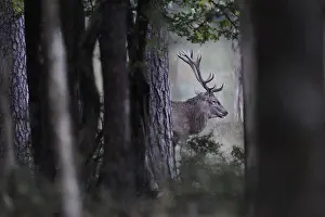Cervid: Red deer, (Cervus elaphus) stag in woodland, Vosges