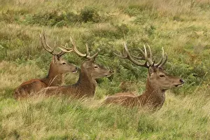 091117: red deer (Cervus elaphus), Stags during rut, England, U.K