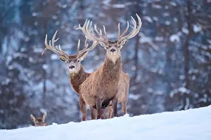Stags: Red deer (Cervus elaphus) stags on a snowy meado