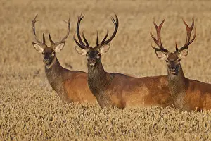 Damage: Three red deer (Cervus elaphus) stags traversing