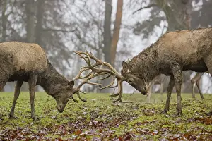 Misty: Two red deer (Cervus elaphus) stand in a meadow on a foggy day and playfully fight outside the rutting season