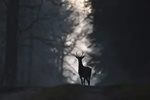 Cervid: Red deer (Cervus elaphus) standing on track in forest