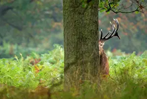 Sound: Red deer (Cervus elaphus) standing behind a tree, England