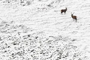 Blizzard: Red Deer (Cervus elaphus) - wailking through