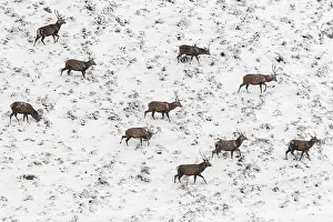 Comun: Red Deer (Cervus elaphus) - wailking through snow