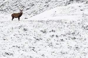 Comun: Red Deer (Cervus elaphus) - wailking through snow