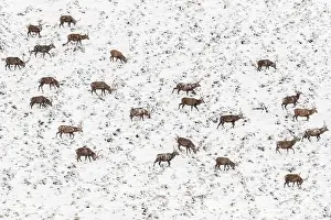 300122: Red Deer (Cervus elaphus) - wailking through snow - Cairngor