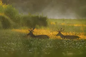 Silhouettes: Red deer (Cervus elaphus), walking
