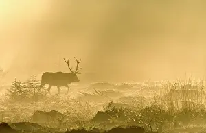 Bellow: Red Deer (Cervus elaphus) walking in the fog against