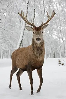 Rhine: Red deer (Cervus elaphus) in winter, Arnsberg Forest