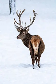 Palatinate: Red deer (Cervus elaphus), in winter with closed