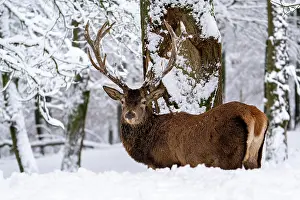 Eifel: Red deer (Cervus elaphus), in winter with snow