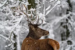 Palatinate: Red deer (Cervus elaphus), in winter with snow