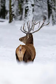 Palatinate: Red deer (Cervus elaphus), in winter with snow