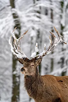 Palatinate: Red deer (Cervus elaphus), in winter with snow