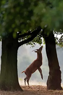 Thames: Red Deer (Cervus elaphus) yearling stag, standing