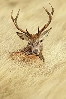 Richmond: Red Deer (Cervus elaphus) - young male resting on