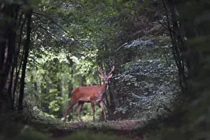 Cervid: Red deer (Cervus elaphus) young male standing in