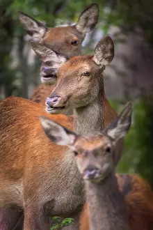 Ruminating: Red Deer (Cervus elpahus) family, Parco Nazional
