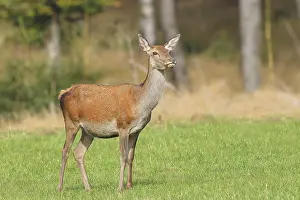 Clearing: Red deer cow (Cervus elaphus) standing in a forest clearing