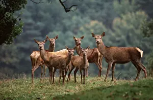 Fawns: RED DEER - does / females in a group