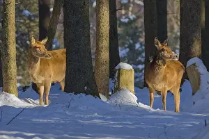 Schwaebische: Red deer - two female deer hinds in snow covered