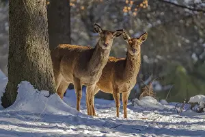 Schwaebische: Red deer - two female deer hinds in snow covered