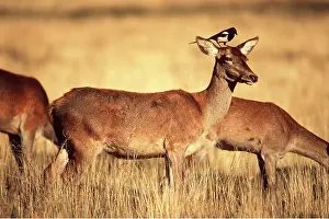 Magpie: RED DEER - female / doe with magpie on head collecting hair