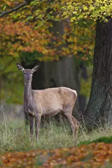 121221: Red Deer - female in a forest - Denmark