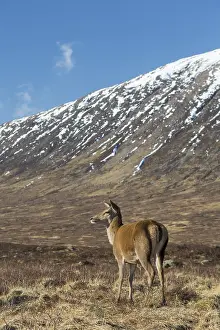 040219: Red Deer - female in the Highlands - Scotland, United