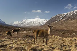 040219: Red Deer - female in the Highlands - Scotland, United