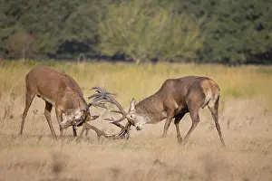 Rutting: Red Deer fight