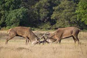 Rutting: Red Deer fight