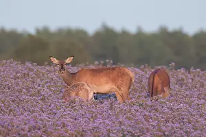Skane: Red Deer flower