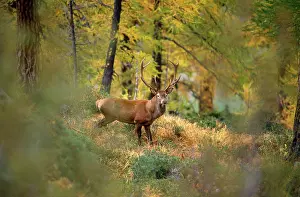Eric Dragesco: RED DEER - IN FOREST