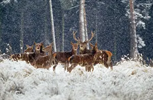 Habtiat: Red Deer - group in snow