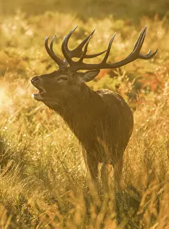 Breath: Red Deer or Hart (Cervus elaphus)