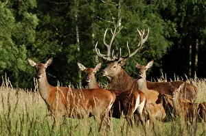 Hinds: Red Deer - herd with buck and hinds