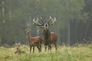 Belling: Red Deer - herd in rut - buck belling