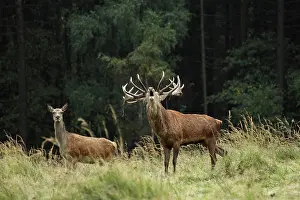 Belling: Red Deer - herd in rut - buck belling